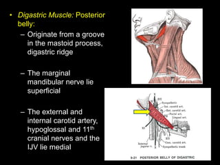 • Digastric Muscle: Posterior
belly:
– Originate from a groove
in the mastoid process,
digastric ridge
– The marginal
mand...