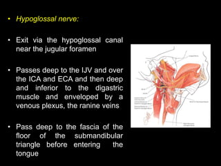 • Hypoglossal nerve:
• Exit via the hypoglossal canal
near the jugular foramen
• Passes deep to the IJV and over
the ICA a...