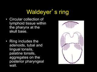 Waldeyer’s ring
• Circular collection of
lymphoid tissue within
the pharynx at the
skull base.
• Ring includes the
adenoid...