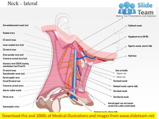 Neck - lateral
Sternocleidomastoid muscle (cut)
Occipital artery
C2 ventral ramus
Lesser occipital nerve (cut)
C3 ventral ramus
Great auricular nerve (cut)
Transverse cervical nerve (cut)
Accessory nerve (CN XI) receiving
contributions from C3 and C4
C4 ventral ramus
Supraclavicular nerves (cut)
Dorsal scapular nerve
C5 and C6 ventral rami
Transverse cervical artery
Anterior scalene muscle
Phrenic nerve
Suprascapular artery
Digastric muscle, posterior belly
Stylohyoid muscle
Digastric muscle, anterior belly
Hypoglossal nerve (CN XII)
Hyoid bone
Thyrohyoid muscle
Omohyoid muscle, superior belly
Sternhyoid muscle
Sternthyroid muscle
Internal jugular vein and common
carotid artery within carotid sheath
Omohyoid muscle, inferior belly
Ansa cervicallis;
Inferior root
Superior root
 