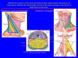 Identify the muscles of the neck and indicate their major actions and sources of innervation. Indicate the relationship of each of the muscle groups to the layers of deep fascia in the neck. Anterior triangles Prevertebral muscles Scalene muscles Suprahyoidmuscles Infrrahyoidmuscles Sternocleidomastoid Trapezius Posterior cervical triangle Sternocleidomastoid  Trapezius Deep Cervical Fascia  Investing layer of deep cervical fascia Prevertebral fascia Pretracheal   fas cia (visceral part) Carotid sheath Buccopharyngeal fascia Alar fascia Pretracheal fascia (muscular part) T E 