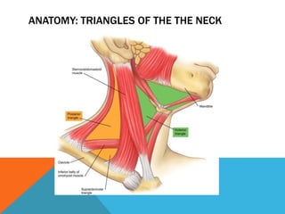 ANATOMY: TRIANGLES OF THE THE NECK
 