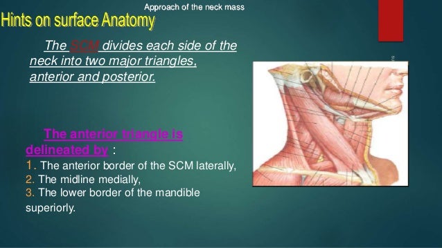 Neck Mass Differential Diagnosis