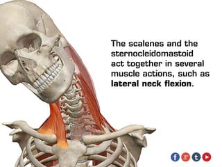 The scalenes and the
sternocleidomastoid
act together in several
muscle actions, such as
lateral neck flexion.
 