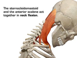 The sternocleidomastoid
and the anterior scalene act
together in neck flexion.
 