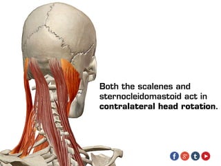 Both the scalenes and
sternocleidomastoid act in
contralateral head rotation.
 