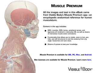 All the images and text in this eBook came
from Visible Body’s Muscle Premium app—an
encyclopedic anatomical reference for human
musculature.
MUSCLE PREMIUM
Content in the app includes:
600+ muscles, 200+ bones, peripheral nerves, and
ligaments all rendered in interactive 3D, as well as dozens
of interactive muscle action animations.
Functionality that allows you to rotate, zoom in/out, pan,
hide, and add structures to see the anatomy from any
angle. Customize and save views.
Dozens of quizzes to test your knowledge.
Muscle Premium is available for iOS, PC, Mac, and Android.
Site Licenses are available for Muscle Premium. Learn more here.
 
