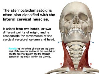 The sternocleidomastoid is
often also classified with the
lateral cervical muscles.
It arises from two heads, or two
different points of origin, and is
responsible for movements of the
cervical vertebral column and head.
Factoid: Its two points of origin are the upper
part of the anterior surface of the manubrium
and the superior border, and the anterior
surface of the medial third of the clavicle.
 