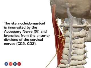 The sternocleidomastoid
is innervated by the
Accessory Nerve (XI) and
branches from the anterior
divisions of the cervical
nerves (C02, C03).
 