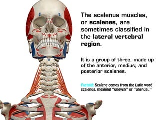 The scalenus muscles,
or scalenes, are
sometimes classified in
the lateral vertebral
region.
It is a group of three, made up
of the anterior, medius, and
posterior scalenes.
Factoid: Scalene comes from the Latin word
scalenus, meaning “uneven” or “unequal.”
 
