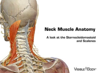 Neck Muscle Anatomy
A look at the Sternocleidomastoid
and Scalenes
 