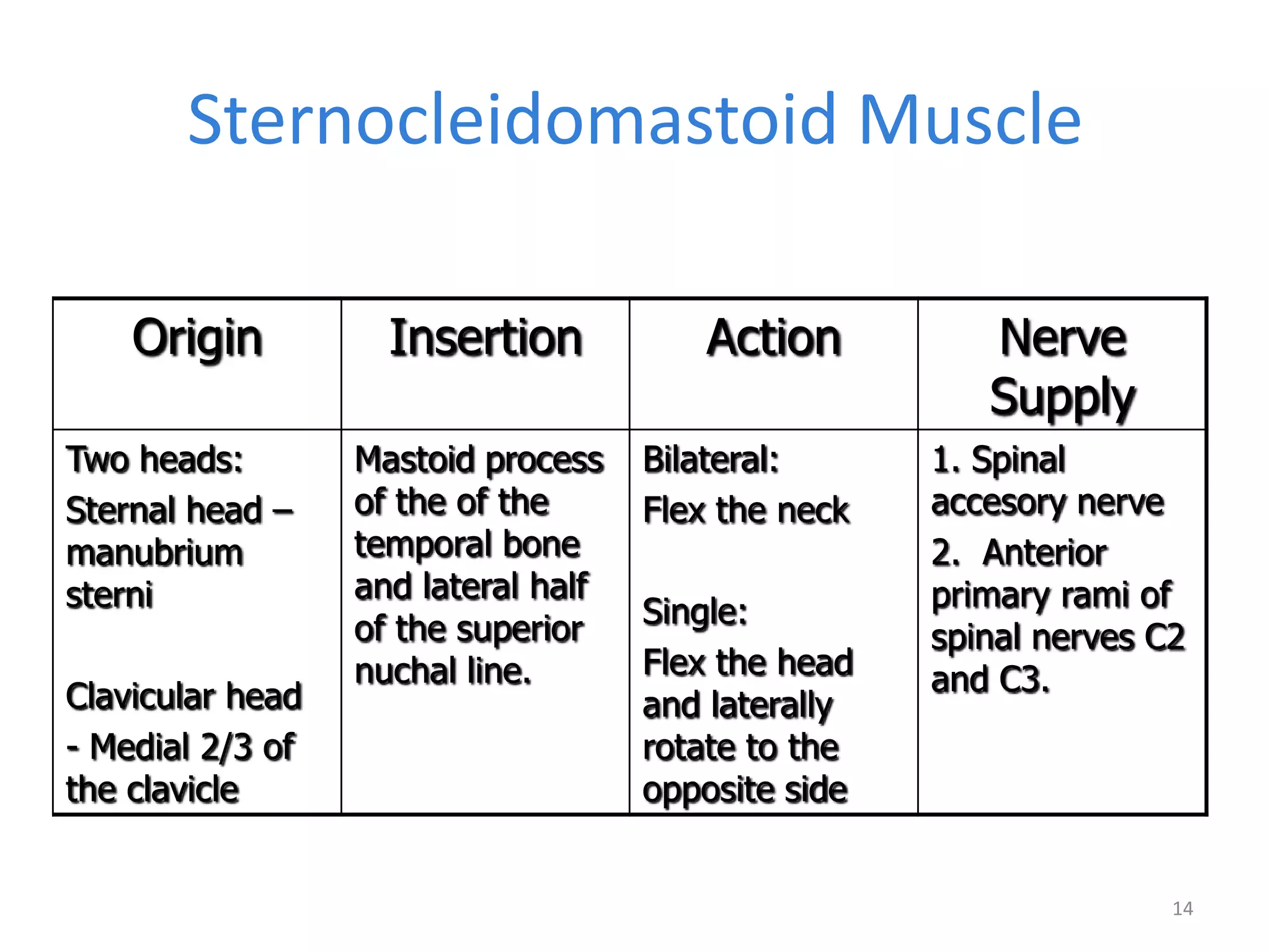 Sternocleidomastoid Muscle

    Origin          Insertion            Action         Nerve
                                                        Supply
Two heads:        Mastoid process    Bilateral:      1. Spinal
Sternal head –    of the of the      Flex the neck   accesory nerve
manubrium         temporal bone                      2. Anterior
sterni            and lateral half                   primary rami of
                  of the superior    Single:
                                                     spinal nerves C2
                  nuchal line.       Flex the head   and C3.
Clavicular head                      and laterally
- Medial 2/3 of                      rotate to the
the clavicle                         opposite side


                                                                    14
 