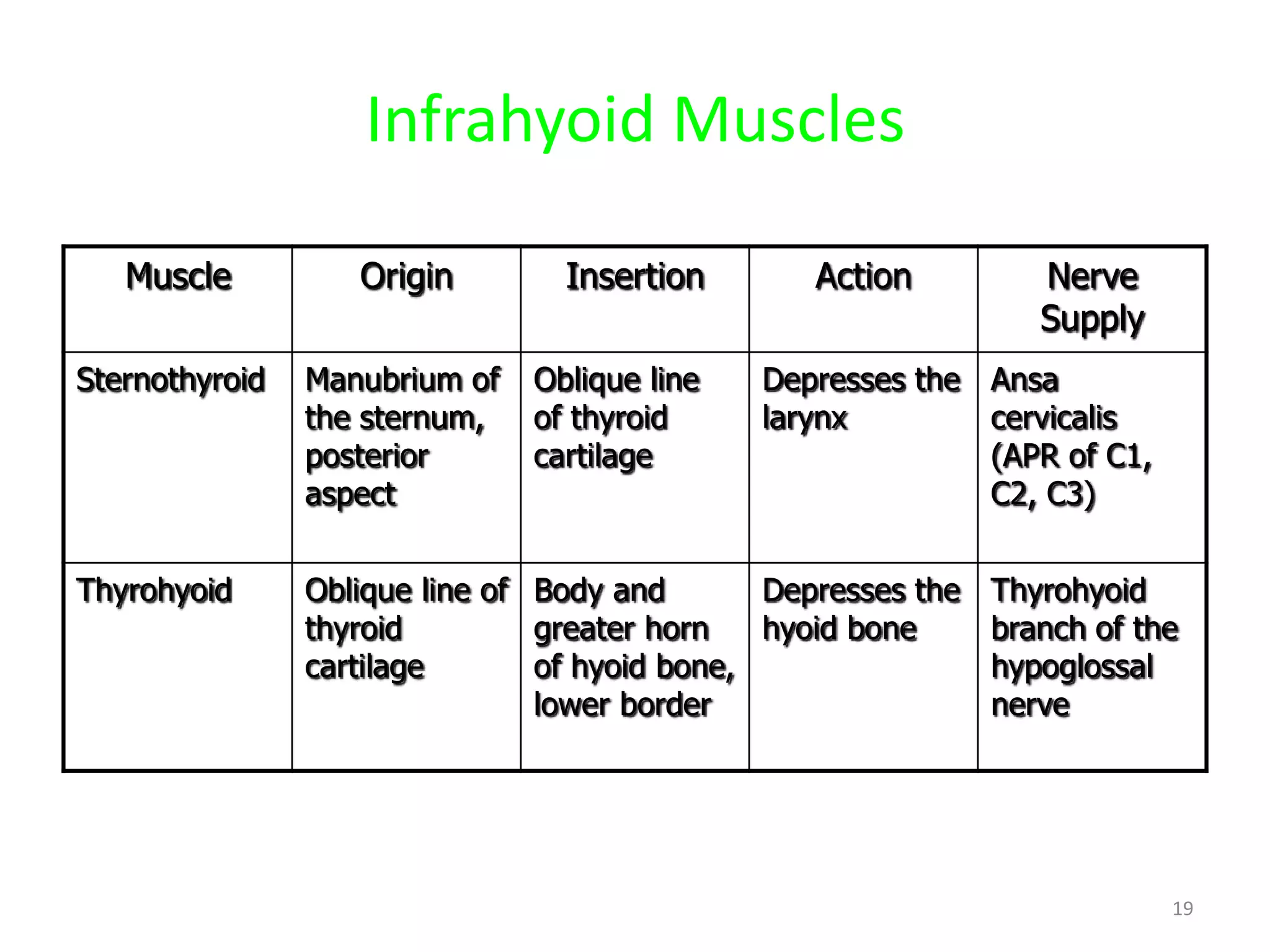 Infrahyoid Muscles

   Muscle          Origin        Insertion        Action          Nerve
                                                                  Supply
Sternothyroid   Manubrium of   Oblique line   Depresses the Ansa
                the sternum,   of thyroid     larynx        cervicalis
                posterior      cartilage                    (APR of C1,
                aspect                                      C2, C3)


Thyrohyoid      Oblique line of Body and       Depresses the   Thyrohyoid
                thyroid         greater horn   hyoid bone      branch of the
                cartilage       of hyoid bone,                 hypoglossal
                                lower border                   nerve




                                                                           19
 