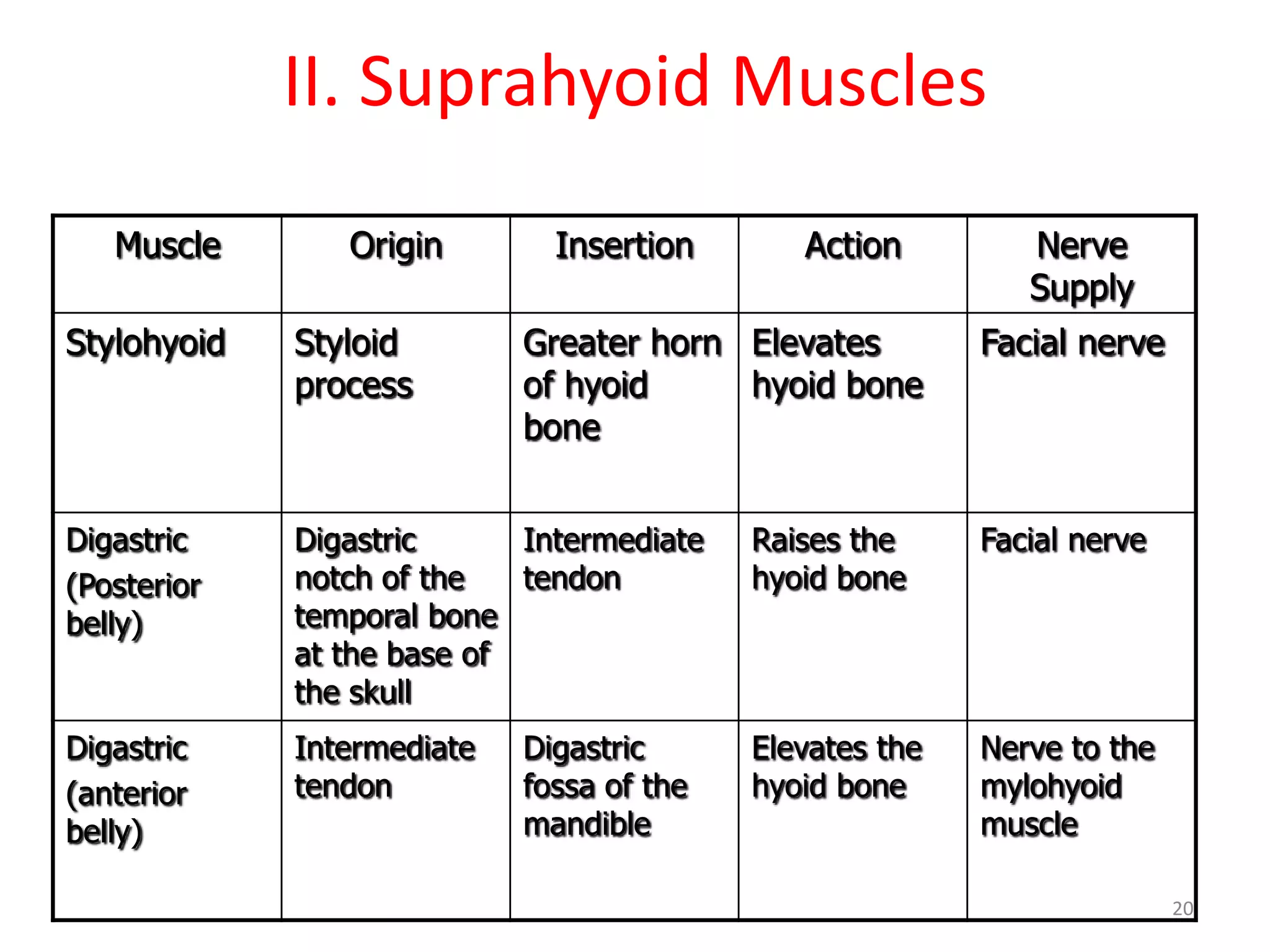 II. Suprahyoid Muscles
   Muscle       Origin        Insertion       Action         Nerve
                                                             Supply
Stylohyoid   Styloid        Greater horn Elevates         Facial nerve
             process        of hyoid     hyoid bone
                            bone


Digastric    Digastric      Intermediate   Raises the     Facial nerve
(Posterior   notch of the   tendon         hyoid bone
belly)       temporal bone
             at the base of
             the skull
Digastric    Intermediate   Digastric      Elevates the   Nerve to the
(anterior    tendon         fossa of the   hyoid bone     mylohyoid
belly)                      mandible                      muscle

                                                                         20
 