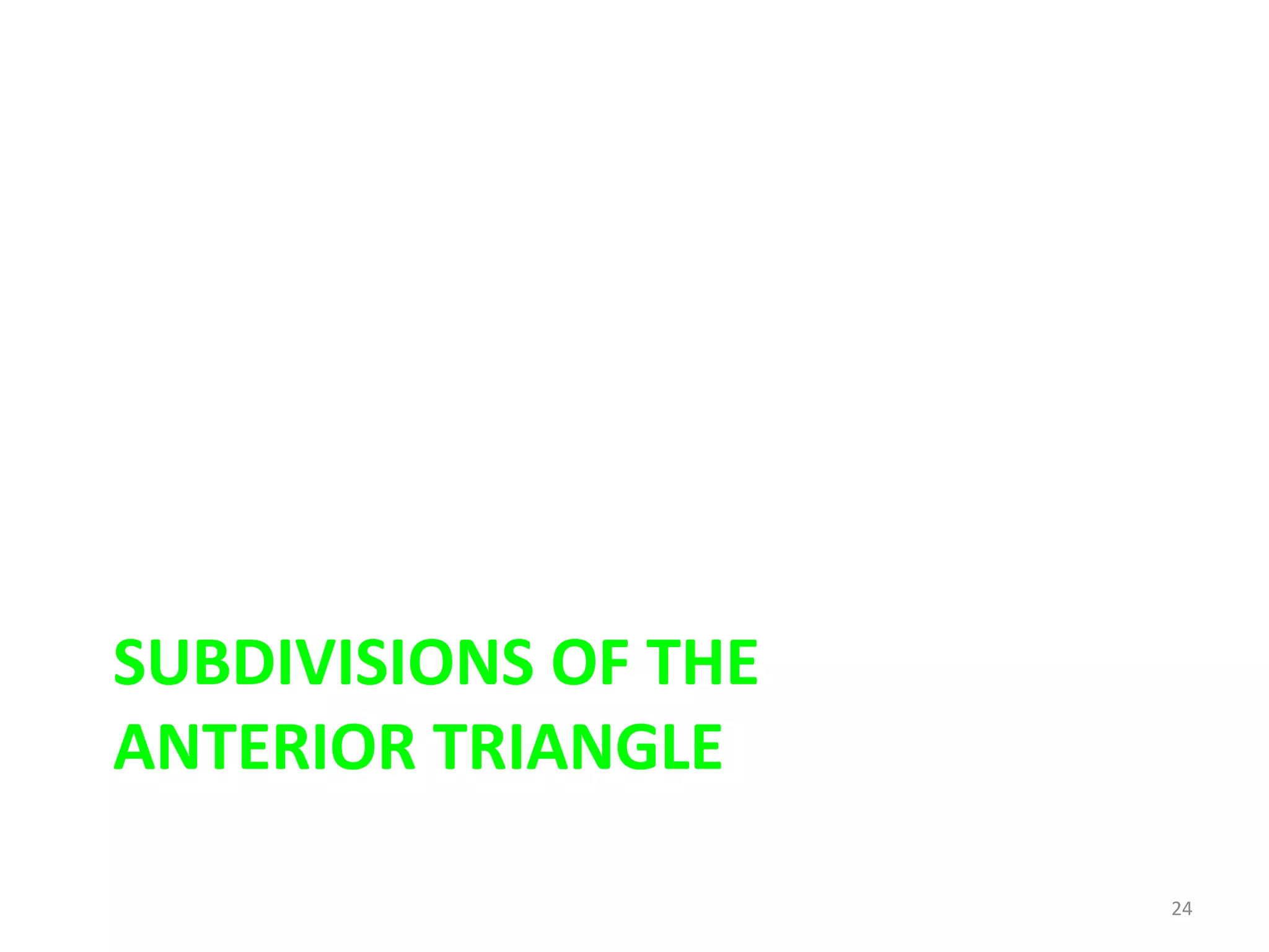 SUBDIVISIONS OF THE
ANTERIOR TRIANGLE

                      24
 