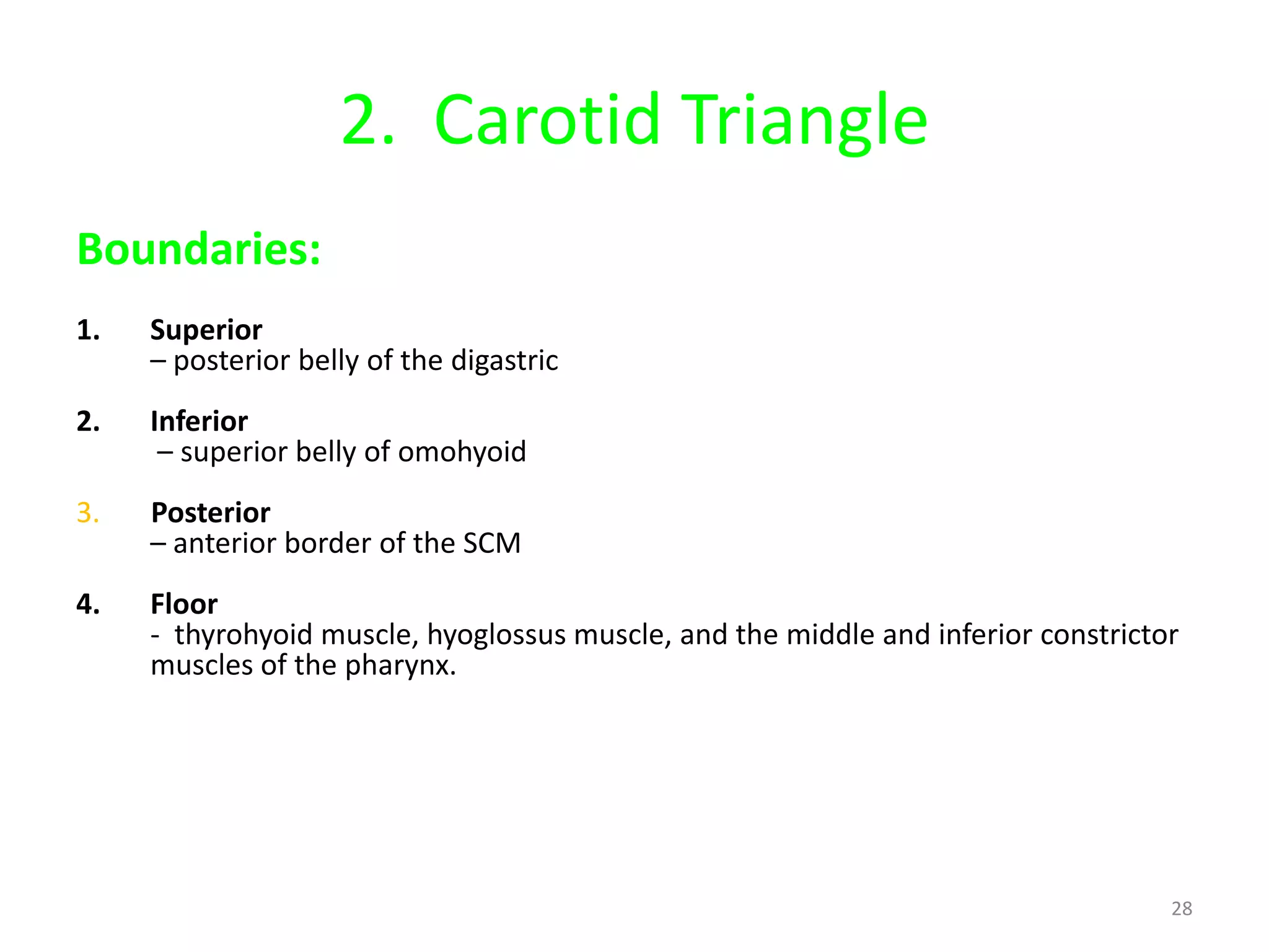 2. Carotid Triangle
Boundaries:
1.   Superior
     – posterior belly of the digastric
2.   Inferior
      – superior belly of omohyoid
3.   Posterior
     – anterior border of the SCM
4.   Floor
     - thyrohyoid muscle, hyoglossus muscle, and the middle and inferior constrictor
     muscles of the pharynx.




                                                                                   28
 