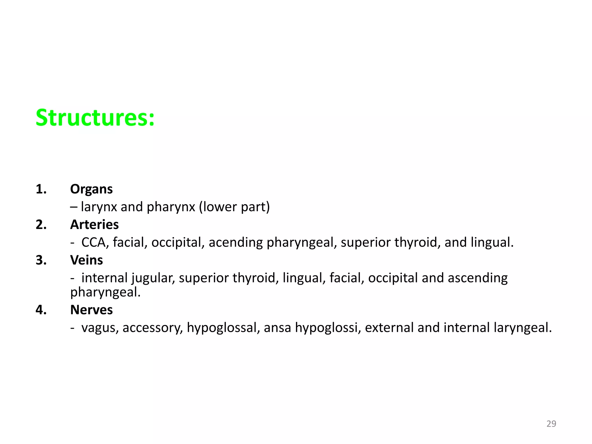 Structures:

1.   Organs
     – larynx and pharynx (lower part)
2.   Arteries
     - CCA, facial, occipital, acending pharyngeal, superior thyroid, and lingual.
3.   Veins
     - internal jugular, superior thyroid, lingual, facial, occipital and ascending
     pharyngeal.
4.   Nerves
     - vagus, accessory, hypoglossal, ansa hypoglossi, external and internal laryngeal.




                                                                                     29
 