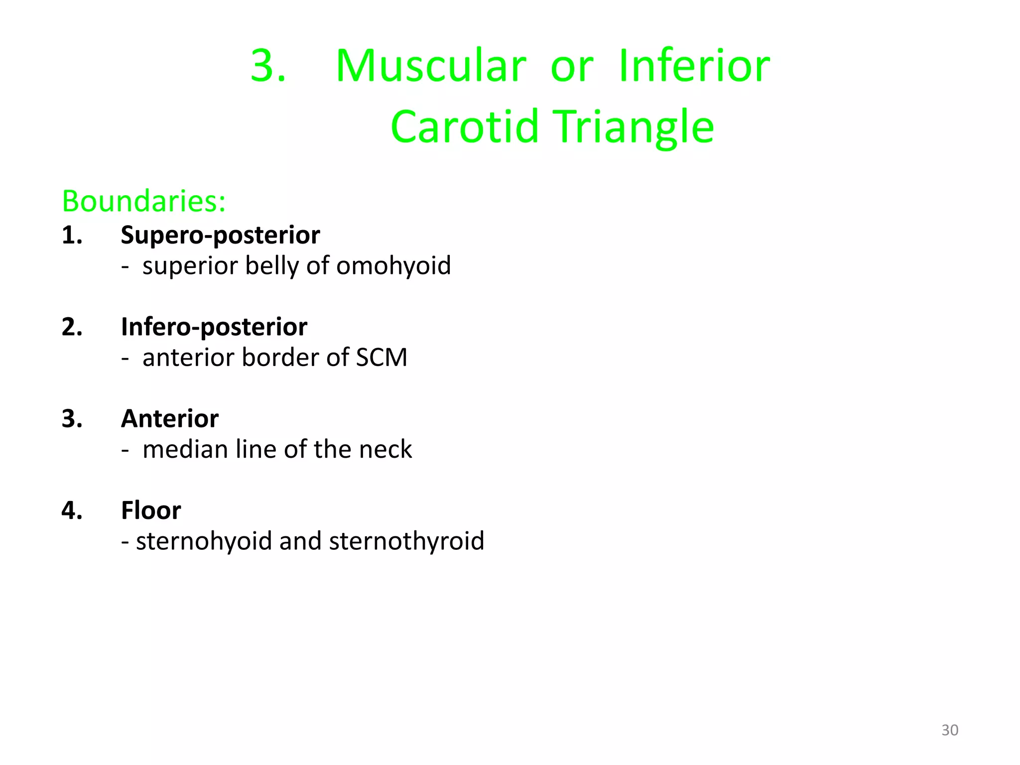 3. Muscular or Inferior
                   Carotid Triangle
Boundaries:
1.   Supero-posterior
     - superior belly of omohyoid

2.   Infero-posterior
     - anterior border of SCM

3.   Anterior
     - median line of the neck

4.   Floor
     - sternohyoid and sternothyroid




                                         30
 