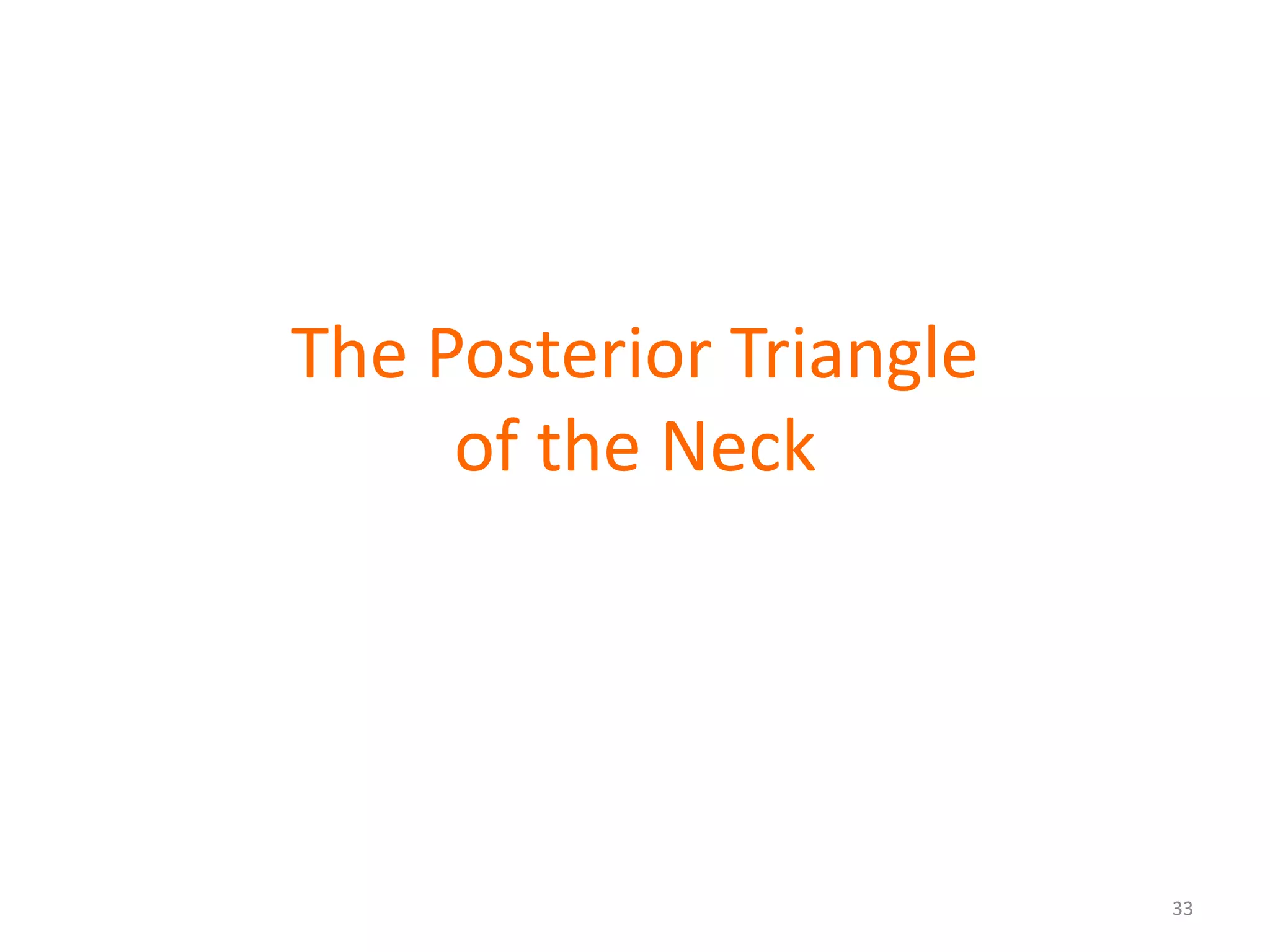 The Posterior Triangle
     of the Neck




                         33
 