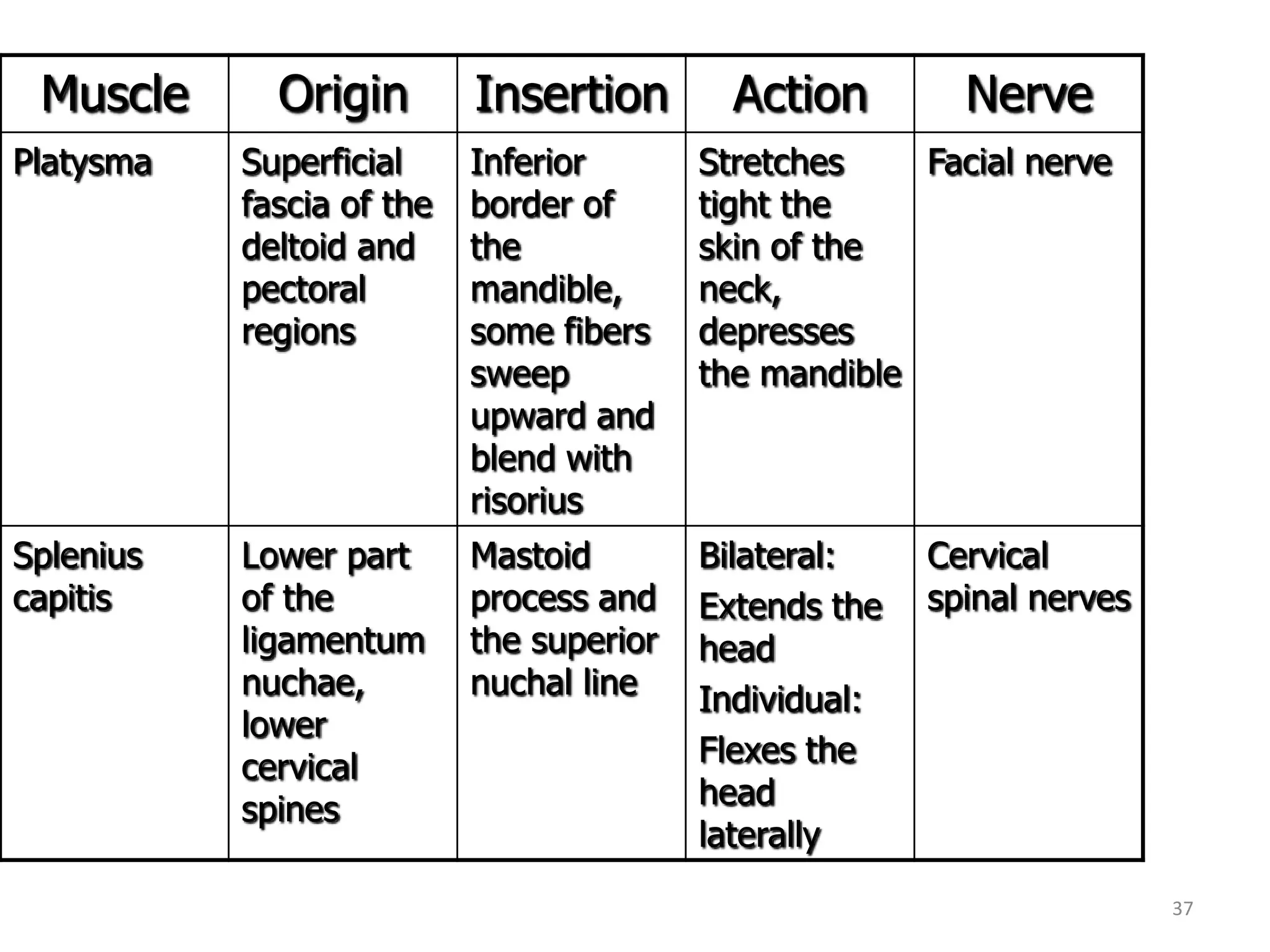 Muscle      Origin        Insertion        Action        Nerve
Platysma   Superficial     Inferior       Stretches    Facial nerve
           fascia of the   border of      tight the
           deltoid and     the            skin of the
           pectoral        mandible,      neck,
           regions         some fibers    depresses
                           sweep          the mandible
                           upward and
                           blend with
                           risorius
Splenius   Lower part      Mastoid        Bilateral:    Cervical
capitis    of the          process and    Extends the   spinal nerves
           ligamentum      the superior   head
           nuchae,         nuchal line    Individual:
           lower
           cervical                       Flexes the
           spines                         head
                                          laterally
                                                                        37
 