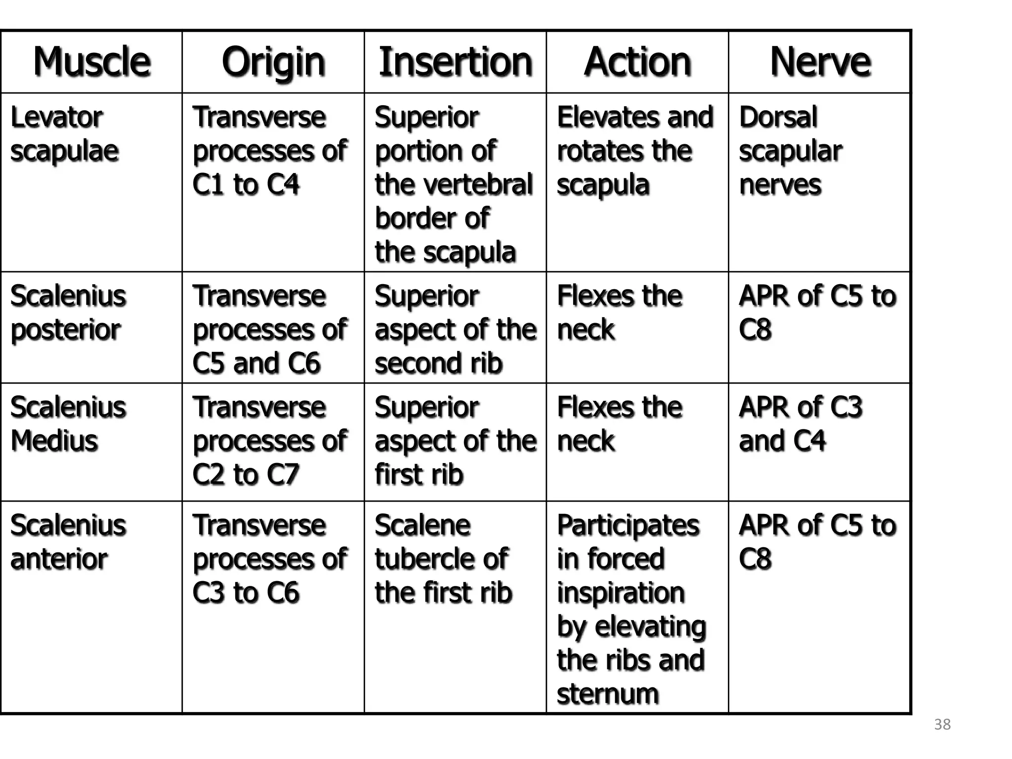 Muscle       Origin       Insertion         Action         Nerve
Levator     Transverse     Superior      Elevates and Dorsal
scapulae    processes of   portion of    rotates the  scapular
            C1 to C4       the vertebral scapula      nerves
                           border of
                           the scapula
Scalenius   Transverse     Superior      Flexes the       APR of C5 to
posterior   processes of   aspect of the neck             C8
            C5 and C6      second rib
Scalenius   Transverse     Superior      Flexes the       APR of C3
Medius      processes of   aspect of the neck             and C4
            C2 to C7       first rib
Scalenius   Transverse     Scalene         Participates   APR of C5 to
anterior    processes of   tubercle of     in forced      C8
            C3 to C6       the first rib   inspiration
                                           by elevating
                                           the ribs and
                                           sternum
                                                                         38
 