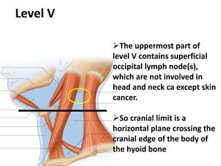Level Vb Node Neck node & Contouring Guidelines | PPTX