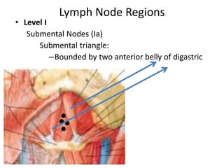 Lymph Node Regions
• Level I
Submental Nodes (Ia)
Submental triangle:
–Bounded by two anterior belly of digastric
 