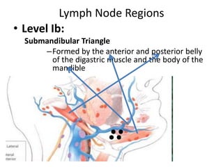Lymph Node Regions
• Level Ib:
Submandibular Triangle
–Formed by the anterior and posterior belly
of the digastric muscle ...