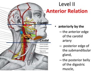 • anteriorly by the
– the anterior edge
of the carotid
artery
– posterior edge of
the submandibular
gland,
– the posterior...