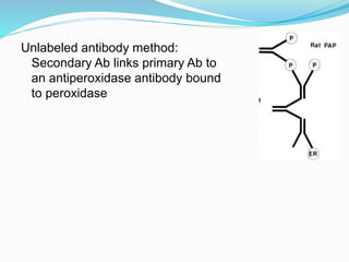Unlabeled antibody method:
Secondary Ab links primary Ab to
an antiperoxidase antibody bound
to peroxidase
 