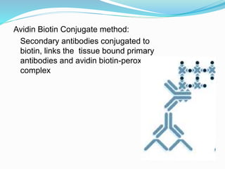 Avidin Biotin Conjugate method:
Secondary antibodies conjugated to
biotin, links the tissue bound primary
antibodies and avidin biotin-peroxidase
complex
 