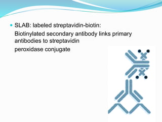 SLAB: labeled streptavidin-biotin:
Biotinylated secondary antibody links primary
antibodies to streptavidin
peroxidase conjugate
 