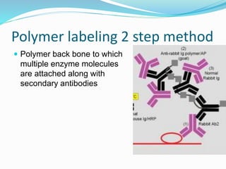 Polymer labeling 2 step method
 Polymer back bone to which
multiple enzyme molecules
are attached along with
secondary antibodies
 