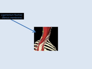 Ligamentum Nuchae
(fibrous membrane)
 