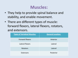 Muscles:
• They help to provide spinal balance and
stability, and enable movement.
• There are different types of muscle:
forward flexors, lateral flexors, rotators,
and extensors.
Types of Vertebral Muscles: General Location:
Forward flexors Anterior
Lateral flexors Lateral
Rotators Lateral
Extensors Posterior
 