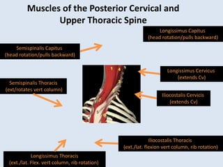 Muscles of the Posterior Cervical and
Upper Thoracic Spine
Semispinalis Capitus
(head rotation/pulls backward)
Iliocostalis Cervicis
(extends Cv)
Longissimus Cervicus
(extends Cv)
Longissimus Capitus
(head rotation/pulls backward)
Longissimus Thoracis
(ext./lat. Flex. vert column, rib rotation)
Iliocostalis Thoracis
(ext./lat. flexion vert column, rib rotation)
Semispinalis Thoracis
(ext/rotates vert column)
 