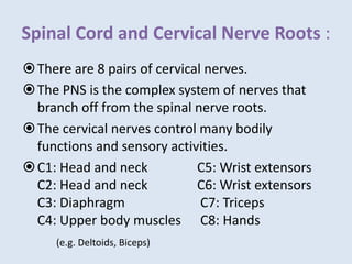 Spinal Cord and Cervical Nerve Roots :
There are 8 pairs of cervical nerves.
The PNS is the complex system of nerves that
branch off from the spinal nerve roots.
The cervical nerves control many bodily
functions and sensory activities.
C1: Head and neck C5: Wrist extensors
C2: Head and neck C6: Wrist extensors
C3: Diaphragm C7: Triceps
C4: Upper body muscles C8: Hands
(e.g. Deltoids, Biceps)
 