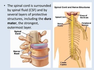 • The spinal cord is surrounded
by spinal fluid (CSF) and by
several layers of protective
structures, including the dura
mater, the strongest,
outermost layer.
 