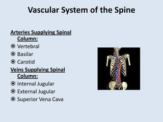 Vascular System of the Spine
Arteries Supplying Spinal
Column:
 Vertebral
 Basilar
 Carotid
Veins Supplying Spinal
Column:
 Internal Jugular
 External Jugular
 Superior Vena Cava
 