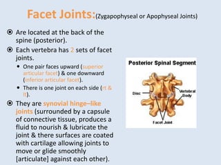 Facet Joints:(Zygapophyseal or Apophyseal Joints)
 Are located at the back of the
spine (posterior).
 Each vertebra has 2 sets of facet
joints.
 One pair faces upward (superior
articular facet) & one downward
(inferior articular facet).
 There is one joint on each side (rt &
lt).
 They are synovial hinge–like
joints (surrounded by a capsule
of connective tissue, produces a
fluid to nourish & lubricate the
joint & there surfaces are coated
with cartilage allowing joints to
move or glide smoothly
[articulate] against each other).
 