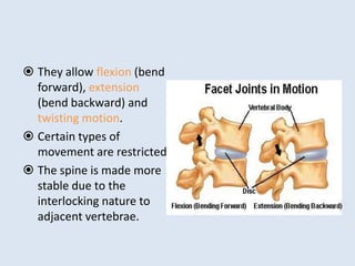  They allow flexion (bend
forward), extension
(bend backward) and
twisting motion.
 Certain types of
movement are restricted.
 The spine is made more
stable due to the
interlocking nature to
adjacent vertebrae.
 