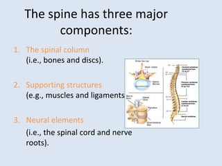 The spine has three major
components:
1. The spinal column
(i.e., bones and discs).
2. Supporting structures
(e.g., muscles and ligaments).
3. Neural elements
(i.e., the spinal cord and nerve
roots).
 
