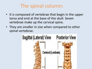 The spinal column:
• It is composed of vertebrae that begin in the upper
torso and end at the base of the skull. Seven
vertebrae make up the cervical spine.
• They are smaller in size when compared to other
spinal vertebrae.
 