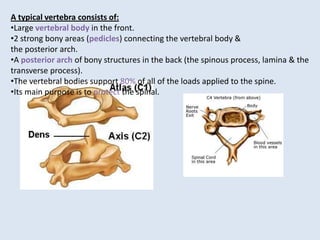 A typical vertebra consists of:
•Large vertebral body in the front.
•2 strong bony areas (pedicles) connecting the vertebral body &
the posterior arch.
•A posterior arch of bony structures in the back (the spinous process, lamina & the
transverse process).
•The vertebral bodies support 80% of all of the loads applied to the spine.
•Its main purpose is to protect the spinal.
 