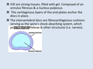  IVD are strong tissues, filled with gel. Composed of an
annulus fibrosus & a nucleus pulposus.
 The cartilaginous layers of the end plates anchor the
discs in place.
 The intervertebral discs are fibrocartilaginous cushions
serving as the spine's shock absorbing system, which
protect the vertebrae & other structures (i.e. nerves).
 