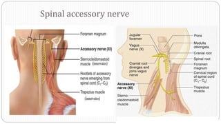 Spinal accessory nerve
 