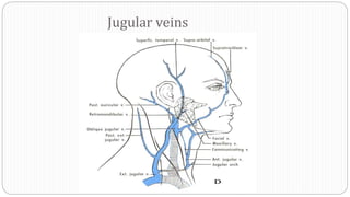 Jugular veins
 