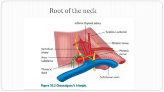 Root of the neck
 