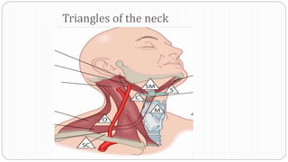 Triangles of the neck
 