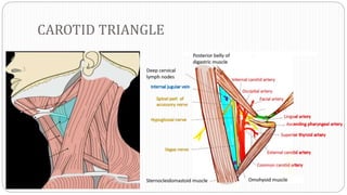 CAROTID TRIANGLE
 